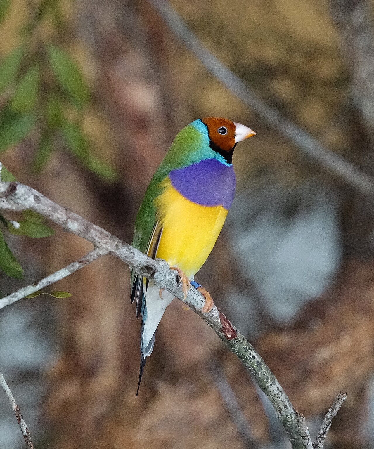 Australian wildlife in a tropical habitat sanctuary